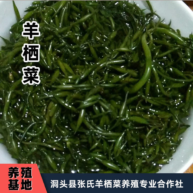 羊栖菜自产自销 鹿角菜 原产地批发 昆布小叶海藻 达标海藻