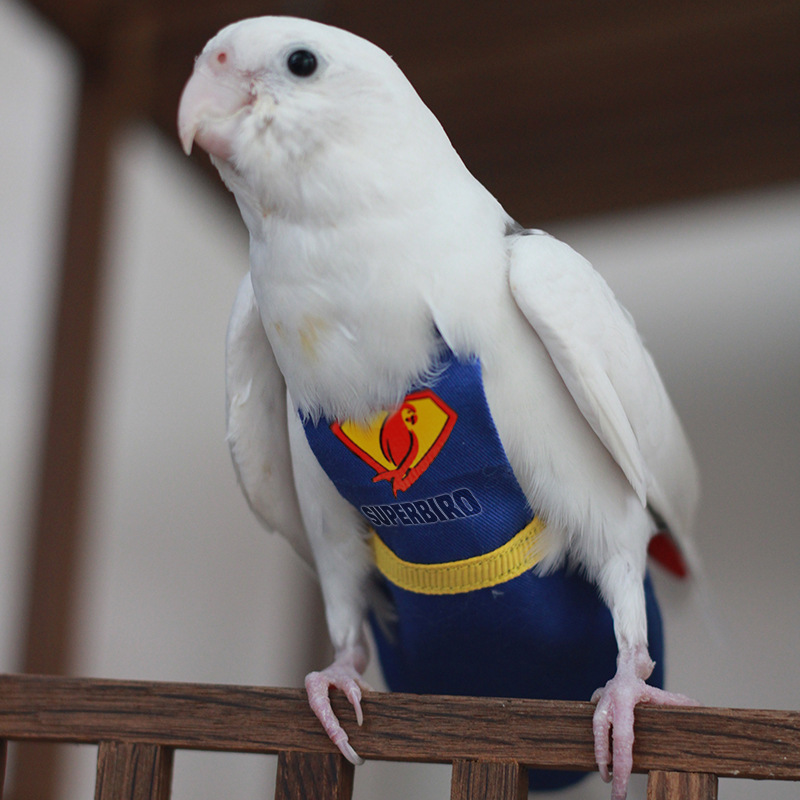Parrot Clothes, Diapers for Birds, Diapers, Superman Bird Costumes, Peony Parrot Flight Suits Wholesale