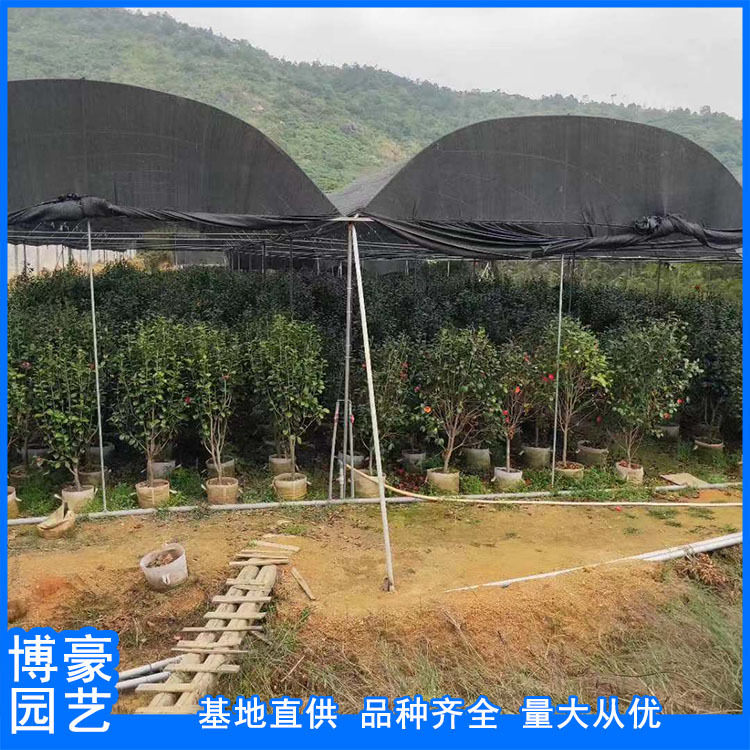 福建茶花绿植厂家批发 行道小区庭院园林景观绿化苗木工程