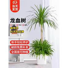 ��횘���;Gֲ���^��Ѫ�����F��lؔ���҃ȿ͏d���Ի���ֲ���辰