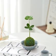 墨西哥铁苔藓球/四叶草幸运草北欧风室内绿植办公室内小盆栽