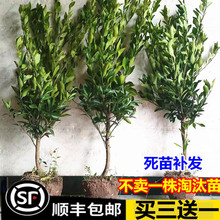 ��ۘ������Ә���̽ۼt�����S���۽۹�����������Ϸ������Nֲ