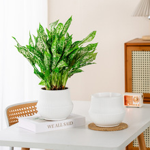 美轩懒人自动吸水花盆塑料加厚树脂水培直播桌面花盆土培花盆批发