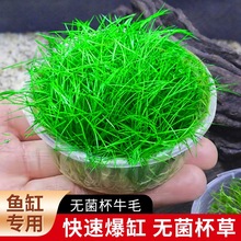 ����o����ţë���~���쾰����ǰ����ƺ��Ժ��B�o��CO2�o��ţë
