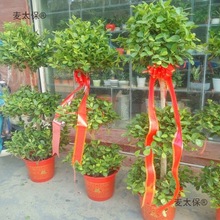 �_�I�������@�l���c����T���btɫ��߅���ֲʗl�����Y����̫��