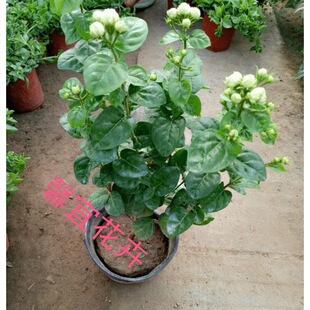 һ�����l��Ʒ���ͳ��ذ�ջ������� ������ �ջ����� ���Ի�