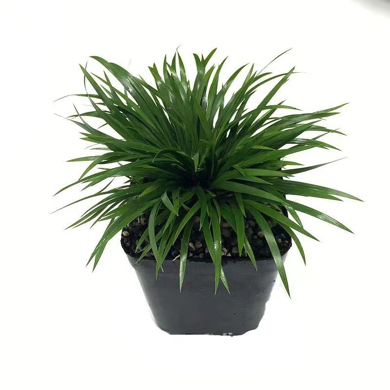 Dinero Acorus acorus bonsai pequeña maceta de oficina decoración de mesa de té modelado Zen迷 interior micro paisaje flor verde