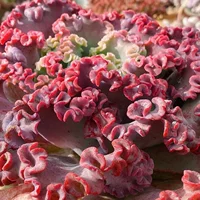 Цветочная шляпа королевы, старый сучок, кружевной край, свадебное платье в корейском стиле, суккулентное растение, драгоценный цветок, красное платье, популярное растение в горшке с капустой.