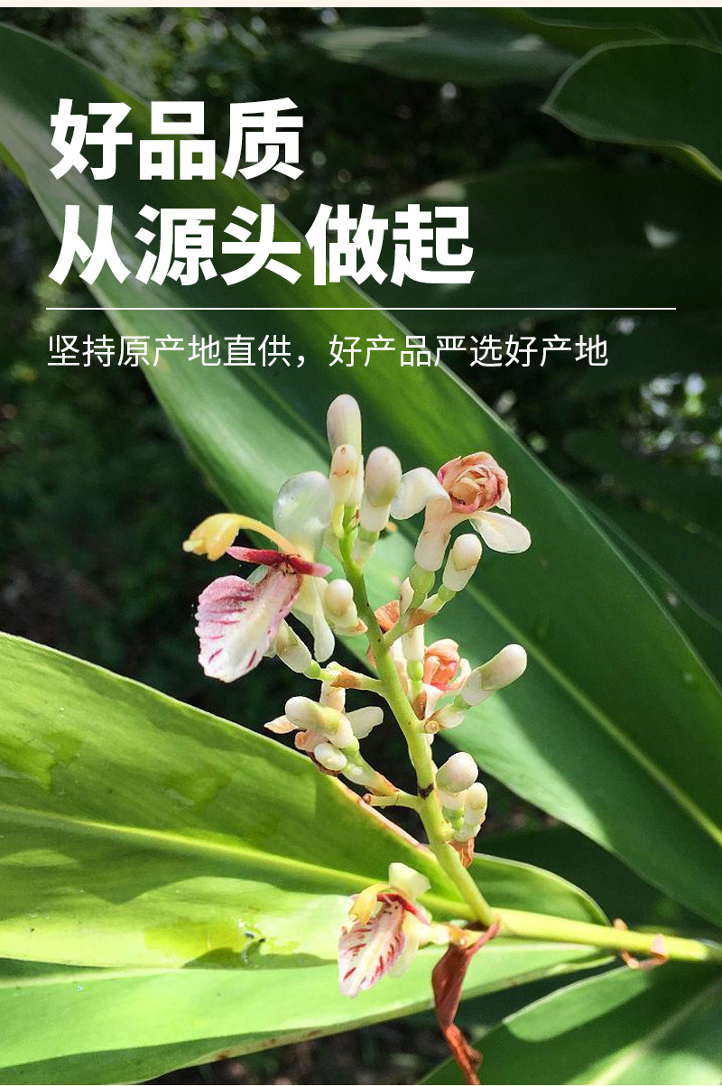 Gao Liang Jiang (Alpinia officinarum) — Dried Galangal Rhizome, 50g Pouch for Culinary & Herbal Use key features