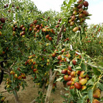 冬枣大全活苗沾化甜枣大青枣和田枣树苗庭院南北方果树苗当年结果