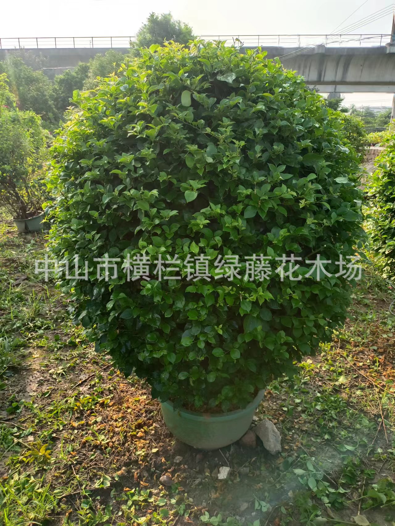 供应园林绿化景观设计种植小区别墅厂区养护工程花木勒杜鹃三角梅