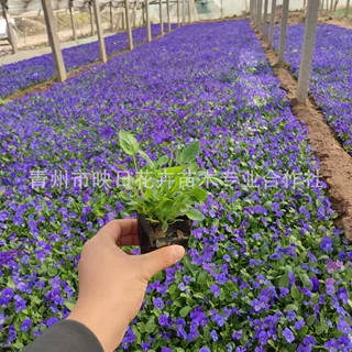 角堇盆栽杯苗角瑾花冬季时令开花角瑾盆栽青州草花 基地小盆角瑾