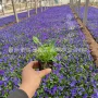 青州开花时令盆栽草花