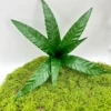 Small size 8 leaves 46cm