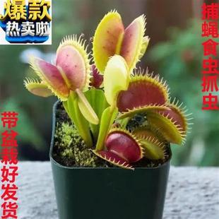 Flytrap Potted Plant Summer Hydroponic Mosquito Repellent Carnivorous Plant Venus Flytrap Indoor Easy-To-Grow Flowers and Green Plants