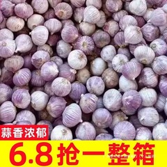 云南紫皮独头蒜独蒜5斤湿蒜新鲜糖醋独蒜头优质干大蒜头新蒜蔬菜