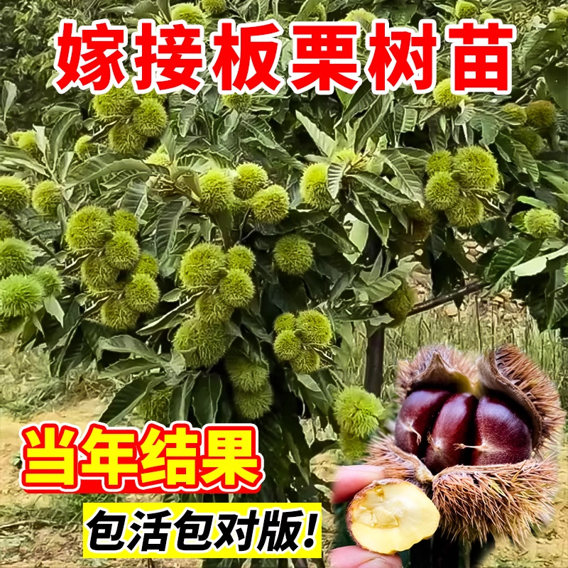 板栗苗树果树果苗南方北方庭院种植嫁接特大栗子树苗盆栽当年结果