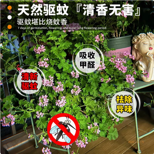 Semillas de flores repelentes de mosquitos jardín balcón interior cuatro estaciones fáciles de plantar vainilla en floración semillas de albahaca semillas de flores