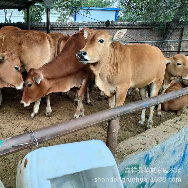 鲁西黄牛繁殖母牛 肉牛犊养殖场 西门塔尔牛 甘肃肉牛场