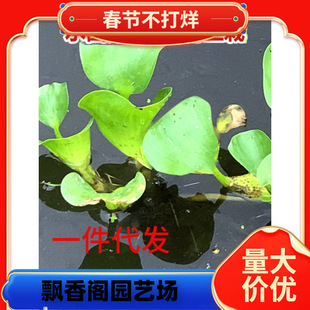 һ�����lˮ���J��Ƽˮ��ֲ���B�~�B���~���쾰����ˮ�|�~��ˮ�ݷN