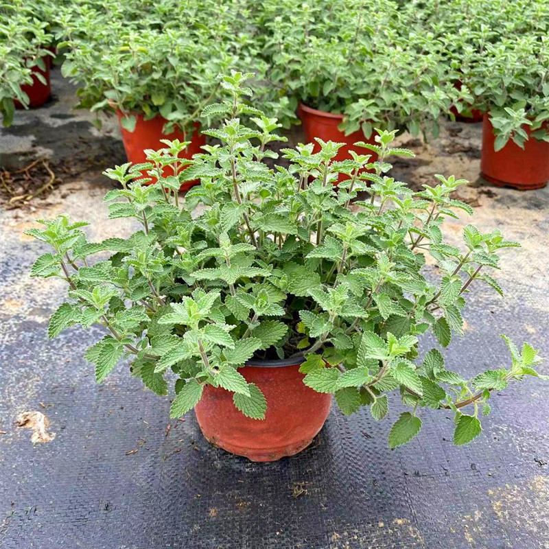 Planta de menta fresca comestible hoja de menta planta de jardín interior mosquitos repelente plantas de menta para gatos flores verdes