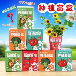 Planting Blind Box Small Potted Plants for Kidsren to Start School Class Reward Gifts Student Prizes Kindergarten Observation Plants Wholesale