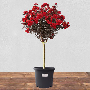 ������ޱ������t������Ե���ͥԺ�G��ֲ���Ϸ������Nֲ�ļ��^�p