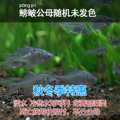 フナ、観賞魚、冷水魚、ネイティブ魚、カラフルなハイボディ、生きた小型淡水魚|undefined