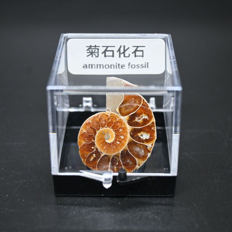 Madagascar Natural Snail Fossil Transporter Snail Ammonite Conch Paleontological Fossil Specimen Original Stone Teaching Assistant Madagascar Natural Snail Fossil Transporter Snail Ammonite Conch Paleontological Fossil Specimen Original Stone Teaching Assistant