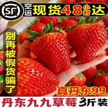 包邮丹东99草莓红颜九九牛奶秸秆孕妇奶油大草莓3斤当季水果多汁