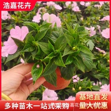 ���P�ɻ��r������ �ļ��Nֲ����ͥԺ���R �����������P�ɲݻ�