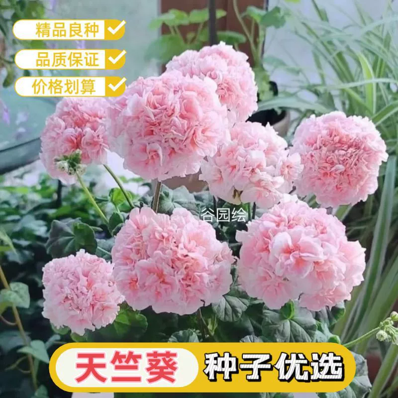 Семена цветов в горшках с крупными цветками герани для гостиной, семена гортензии с двойными лепестками для всех сезонов, семена цветов на балконе во дворе