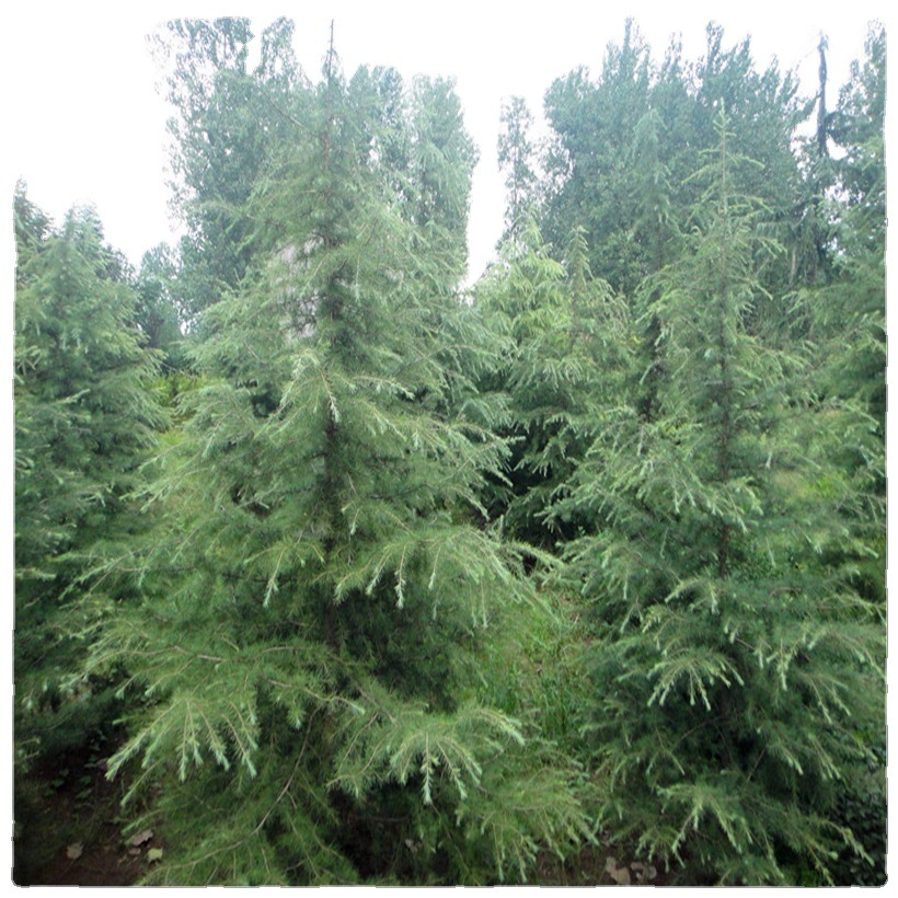 基地绿化雪松树苗 3米雪松树苗4米5米雪松塔松树四季常青行道树