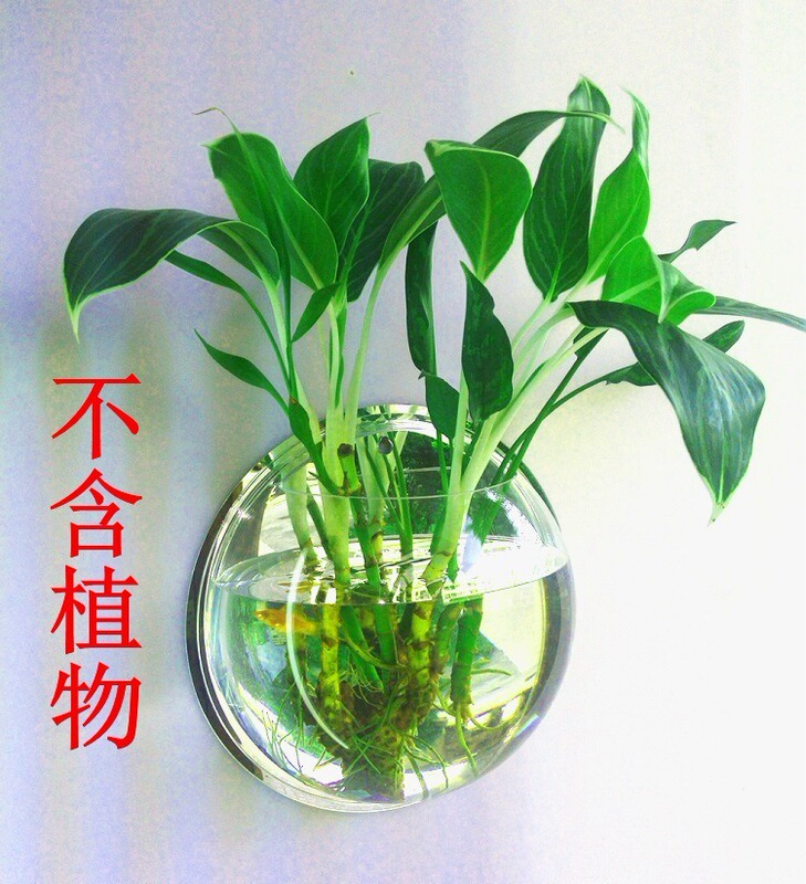 クリエイティブな花瓶、アクリルウォールステッカー、家の装飾、水槽、植木鉢、壁掛け、リビングルーム、レストラン|undefined