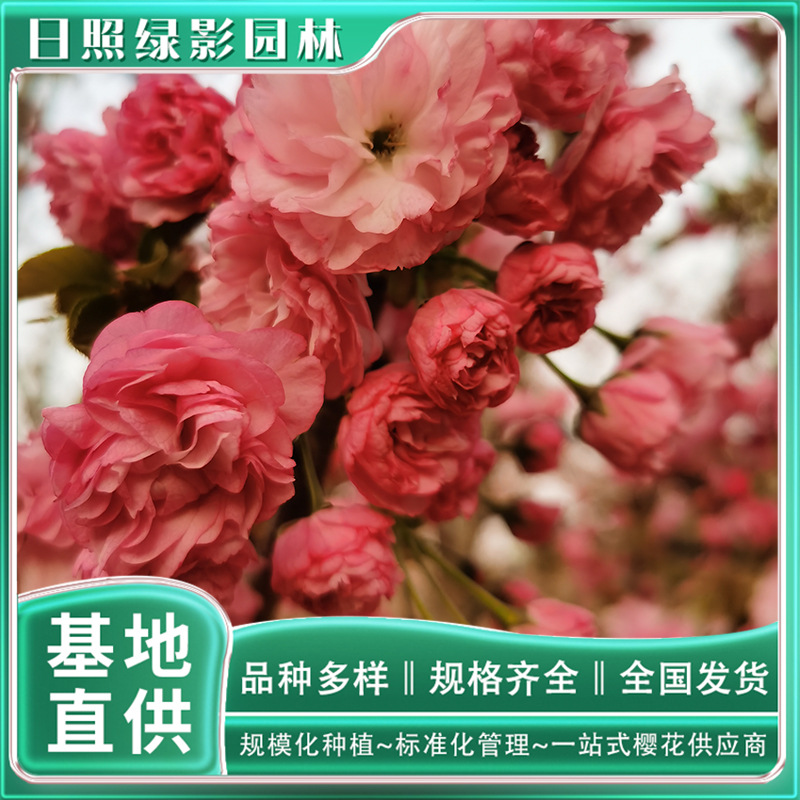 1公分红华樱晚樱小苗市场行情价 绿影园林基地种植多规格晚樱树苗