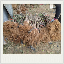 3公分无花果苗价格 常年种植批发无花果苗 青皮无花果苗