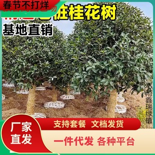 һl𻨘ԾGֲͥԺԴ⻨ļϘ