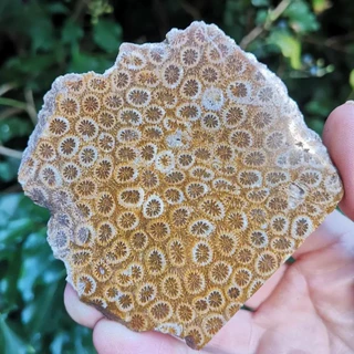 印尼珊瑚玉原石切片菊花石动物化石珊瑚化石地质科普教学标本收藏