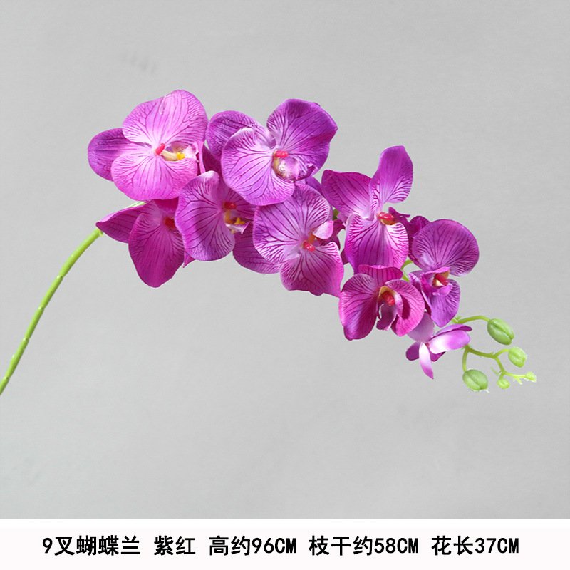 Long 9-head phalaenopsis purple
