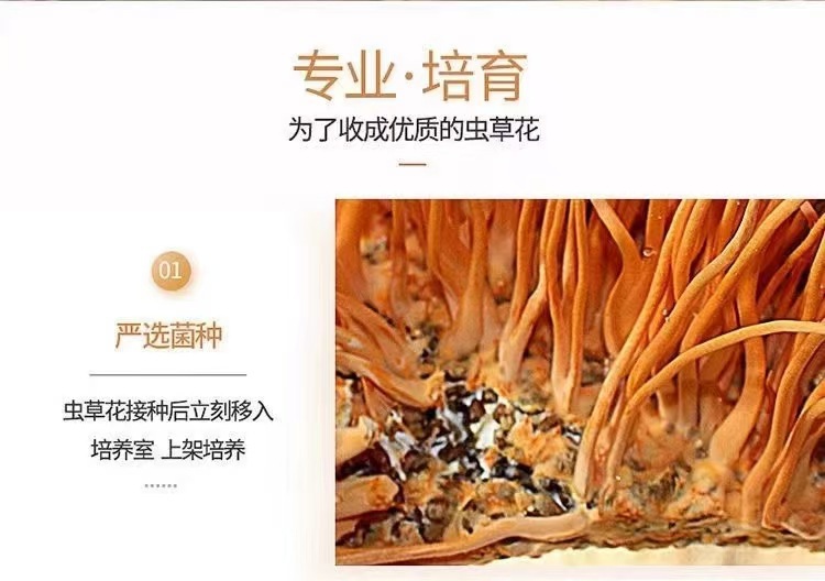 Dried Cordyceps Flower Chong Cao Hua 50g Broken Pieces Natural Sun Dried Soup Ingredient quality and texture