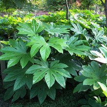 八角金盘小苗耐阴耐寒室内盆栽植物庭院地被四季常青绿化工程苗木