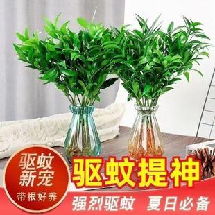 Bamboo and Cypress Potted Plants for Indoor Balconies, Easy to Maintain Green Plants, Evergreen Florals for All Seasons, Safe Bamboo Desktop Hydroponic Small Potted Plants