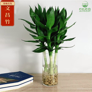 �Ĳ���4֧ ����������ˮ���Ĳ���Gֲ����ֲ���҃Ȼ����F��ˮ�B�_