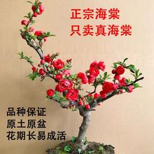 �Ϙ��L���辰�҃��_���̨�����ذ��ͺ��ļ����ڹ�