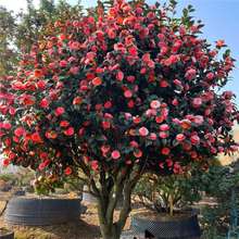 ɽ軨绨ܴ҃ͥԺֲͺ辰ļ_軨