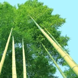 ���׸����ë���������ͺ����������������ļ��N��