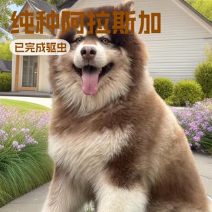 ���N����˹����Ȯ����Ȯ�ܰ氢��˹�Ӻڰ��ؼtɫ����˹��Ȯ���ﹷ