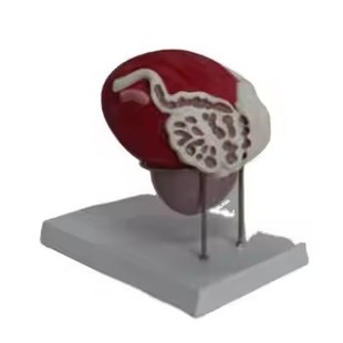 Bladder Prostate Magnifying Model Medical Human Urinary Mold Artificial Bladder Model Human Bladder Anatomy