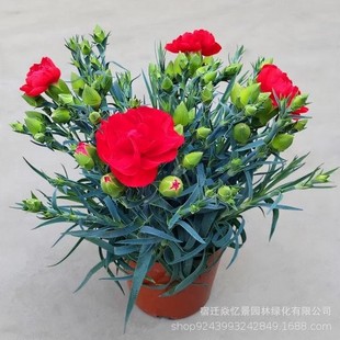 ����ܰ���Ի��玧�����҃��̨ͥԺ���ܾGֲ�r�����B�ļ��_������