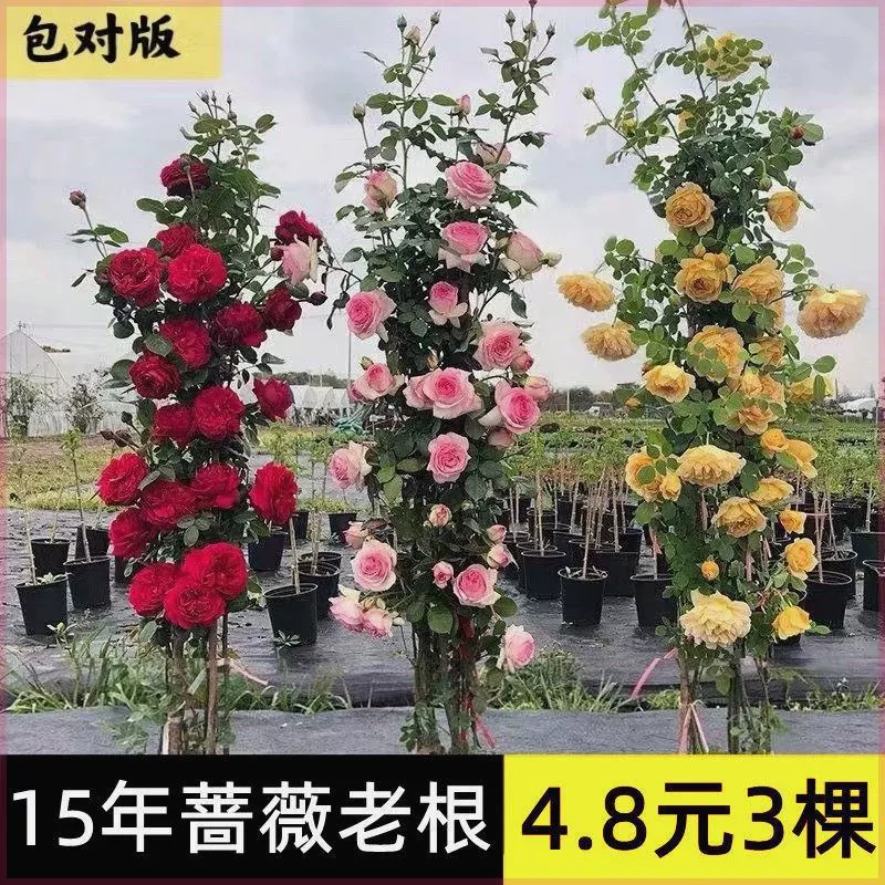 Розовые цветы и лозы